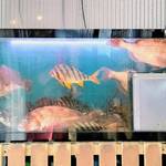 はまさき村 - いけす（1）