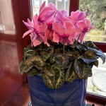 カプリシオ - 窓辺に、この季節らしい豪華な鉢植え