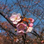 一夜城 ヨロイヅカ・ファーム - 河津桜が咲き始めていました