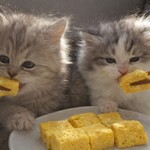 うなぎ料理 丑松 - 