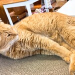 保護猫カフェ ヘミングウェイ - とにかく大きい子