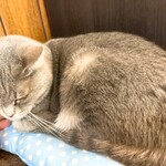 保護猫カフェ ヘミングウェイ - 大人しい子