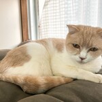 保護猫カフェ ヘミングウェイ - シャムぽい子