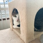 保護猫カフェ ヘミングウェイ - 慣れてなくてなかなか出てこない子も