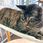 保護猫カフェ ヘミングウェイ - この子も大人しい