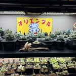 OYSTER HOUSE Grow - なんか凄いらしい植物