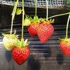 石橋いちご園