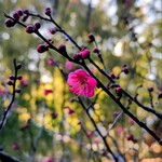 FUJI - 我が家の梅