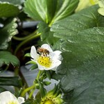 姫路ハートフル観光農園 - 