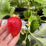 姫路ハートフル観光農園 - 