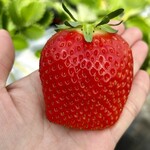 姫路ハートフル観光農園 - 