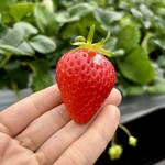 姫路ハートフル観光農園 - 