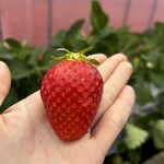 姫路ハートフル観光農園 - 