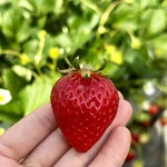 姫路ハートフル観光農園 - 