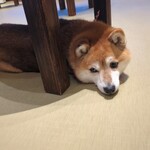 鎌倉乃豆柴カフェ - 