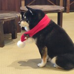 鎌倉乃豆柴カフェ - 