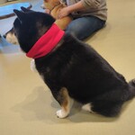 鎌倉乃豆柴カフェ - 