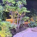 登喜和鮨 新潟店 - 