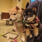 鎌倉乃豆柴カフェ - 