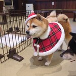 鎌倉乃豆柴カフェ - 