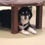 鎌倉乃豆柴カフェ - 