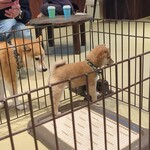 鎌倉乃豆柴カフェ - 