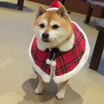 鎌倉乃豆柴カフェ - 