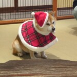 鎌倉乃豆柴カフェ - 