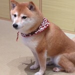 鎌倉乃豆柴カフェ - 