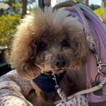 そば処 湧水 - かわいいねｗ