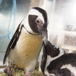 ペンギン シーフードワールド 漁亭 - なんと言っても、まずはペンギンちゃん♪