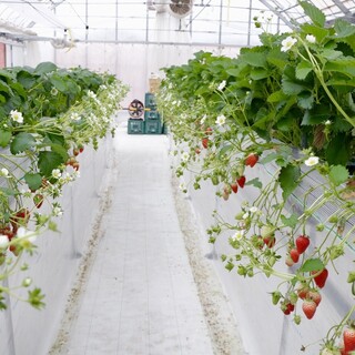 口コミ一覧 : 果樹花ふぁーむ - 播磨下里/ケーキ [食べログ]