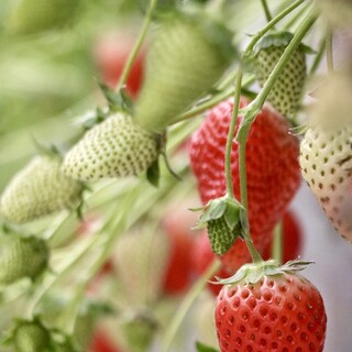 口コミ一覧 : 果樹花ふぁーむ - 播磨下里/ケーキ [食べログ]