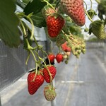 みはらしファーム とれたて市場 - 料理写真: