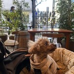 トラットリア レモン - 