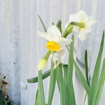 エム・ドゥエル - 