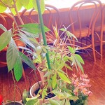 エム・ドゥエル - 