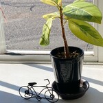 エム・ドゥエル - 