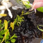 PASTAIO PULCINO - フリル状パスタ『レジネッテ』