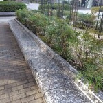 ブーランジェリー セイジアサクラ - 今日はこのベンチにしました。