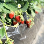 杉谷苺園 - もいでもいでもいで〜