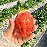 杉谷苺園 - おっきいのもあるんです