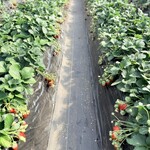 杉谷苺園 - もいでもいで