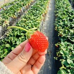 杉谷苺園 - 可愛いのもね