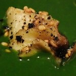 ラ メゾン ドゥ グラシアニ - 金胡麻のフランと小松菜のヴルーテに淡路島産サザエの柔らか煮