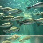 メヒコ シャークワールド - 