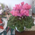 なん天 - お店から誕生日祝いを