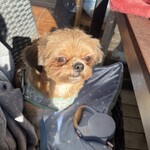 イル キャンティ ビーチェ - 