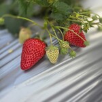 雅ファーム 苺いちえ - 