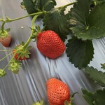 雅ファーム 苺いちえ - 